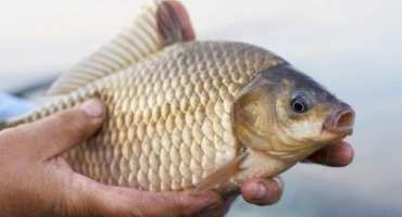 Jak správně chovat karasa?